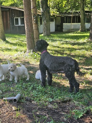 Diegp, Pudel Welpen - Rüde
