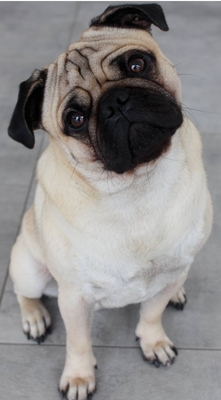 Dieter sucht dringend ein Zuhause, Mops - Rüde