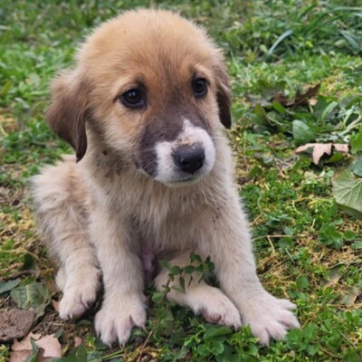 Dimi - vorsichtig & zaghaft 🤗, Mischling Welpen - Rüde