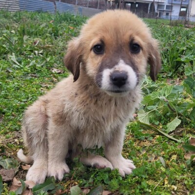 Dimi - vorsichtig & zaghaft 🤗, Mischling Welpen - Rüde