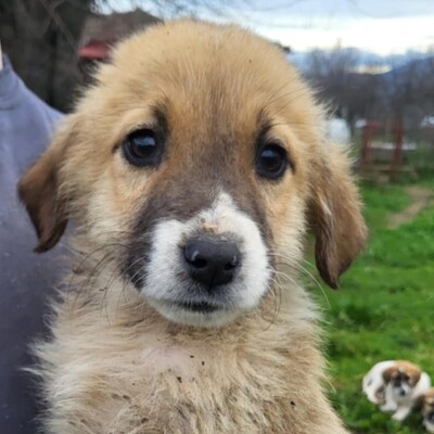 Dimi - vorsichtig & zaghaft 🤗 / Reserviert