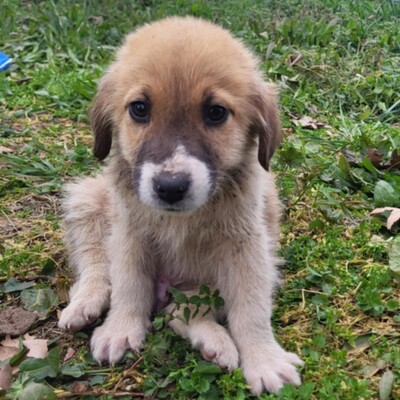 Dimi - vorsichtig & zaghaft 🤗 / Reserviert, Mischling Welpen - Rüde