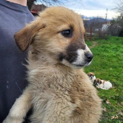 Dimi - vorsichtig & zaghaft 🤗 / Reserviert, Mischling Welpen - Rüde