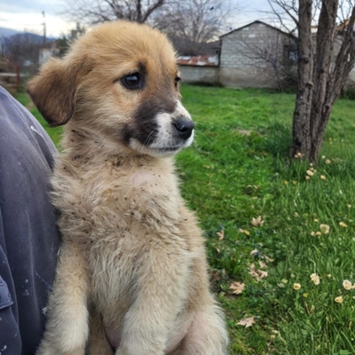 Dimi - vorsichtig & zaghaft 🤗 / Vorgemerkt, Mischling Welpen - Rüde