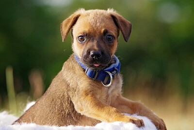 Dimitri, Mischling Welpen - Rüde