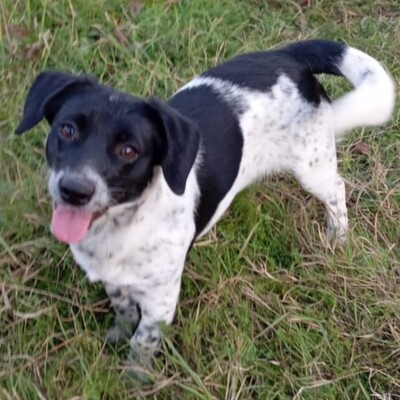 Dinah - eine agile und ganz lustige kleine Maus / Reserviert, Terrier-Mischling - Hündin