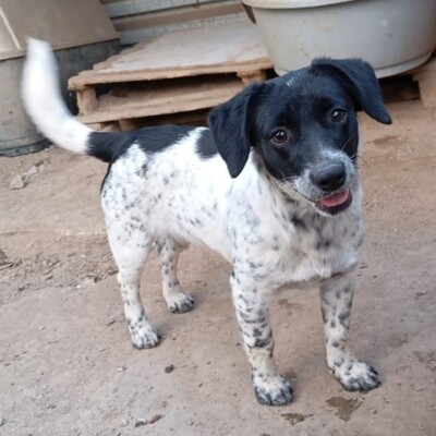 Dinah - eine agile und ganz lustige kleine Maus / Reserviert, Terrier-Mischling - Hündin