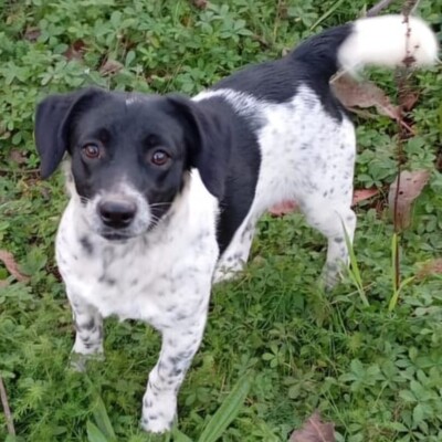 Dinah - eine agile und ganz lustige kleine Maus / Reserviert, Terrier-Mischling - Hündin