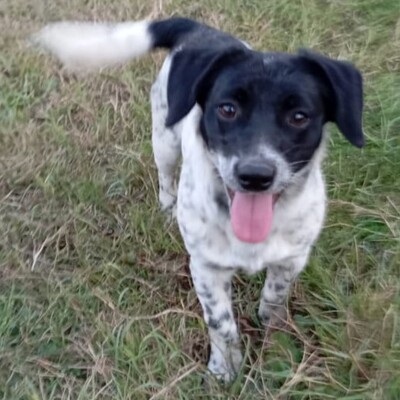 Dinah - eine agile und ganz lustige kleine Maus / Reserviert, Terrier-Mischling - Hündin