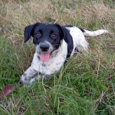 Dinah - eine agile und ganz lustige kleine Maus / Reserviert, Terrier-Mischling - Hündin