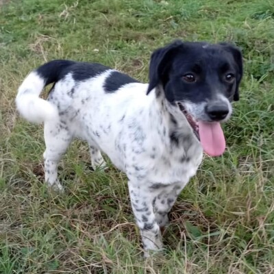 Dinah - eine agile und ganz lustige kleine Maus / Reserviert, Terrier-Mischling - Hündin