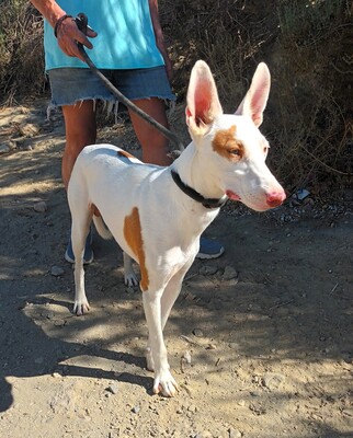 Dingo