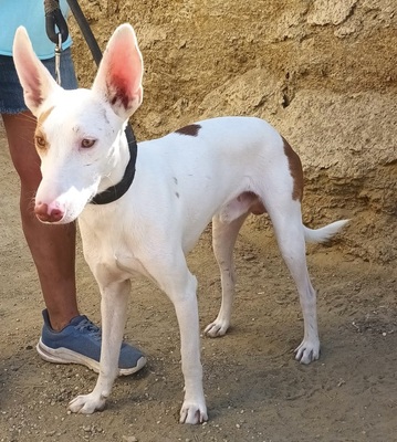Dingo, Podenco Andaluz - Mix - Rüde