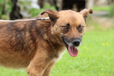 Dino, Mischling - Rüde