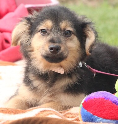 Dino, Mischling Welpen - Rüde