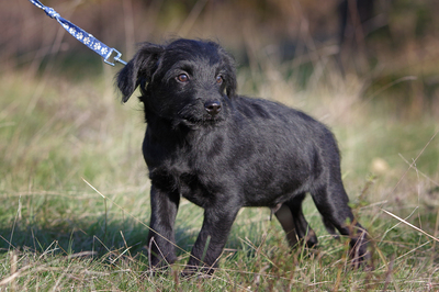 Dino, Pumi-Mischling Welpen - Rüde