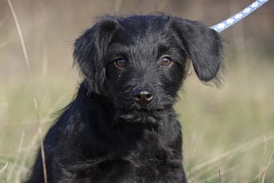 Dino, Pumi-Mischling Welpen - Rüde
