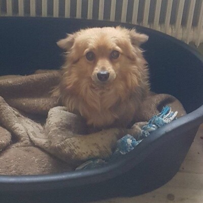 💥 Dino ist ein 1,5 Jahre alter Pomeranian Pudel Mischlingsrüde💥, Pomeranian Pudel Mischling - Rüde