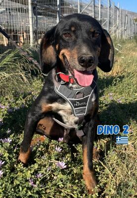 Dino2, Brandlbracke - Rüde