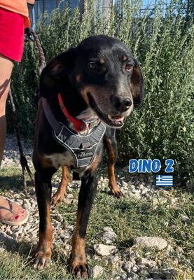 Dino2, Brandlbracke - Rüde