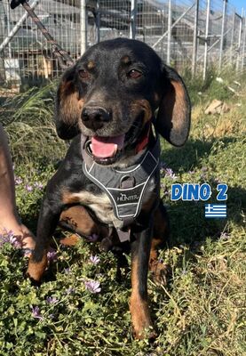 Dino2, Brandlbracke - Rüde