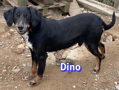 Dino2, Brandlbracke - Rüde