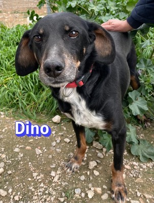 Dino2, Brandlbracke - Rüde