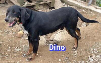 Dino2, Brandlbracke - Rüde