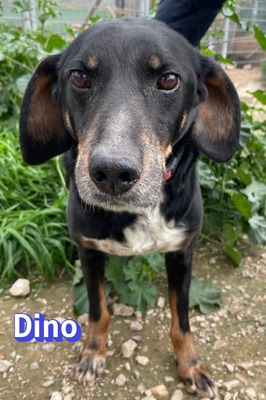 Dino2, Brandlbracke - Rüde