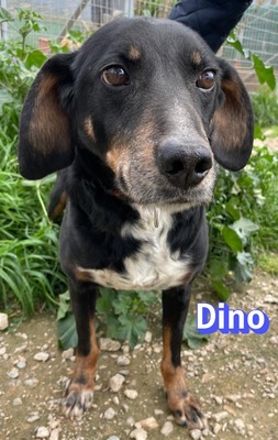 Dino2, Brandlbracke - Rüde