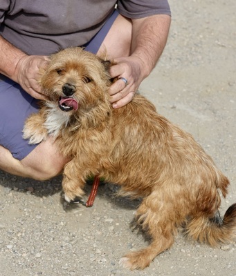 Dioni, Terrier - Mix - Rüde