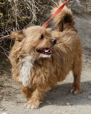 Dioni, Terrier - Mix - Rüde