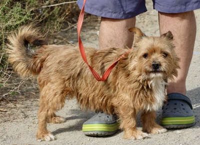 Dioni, Terrier - Mix - Rüde