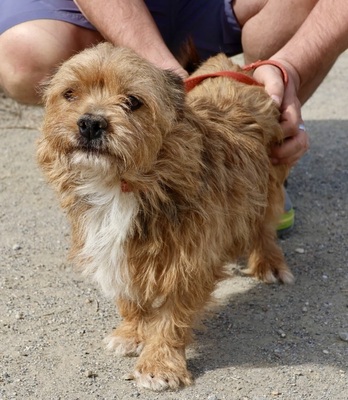 Dioni, Terrier - Mix - Rüde