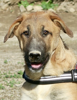 Dionisio, Mix - Rüde