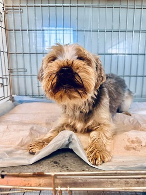 Disco - Yorkshire-Terrier-Mischling - auf Pflegestelle, Yorkshire-Terrier-Mischling - Rüde