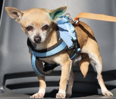 Dixie, Chihuahua - Mix - Hündin