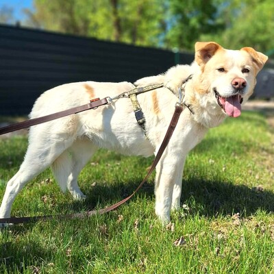 🐶Dixon hat ein sehr gutmütiges Wesen und ist durch und durch gutmütig 🐶, Mischling - Rüde