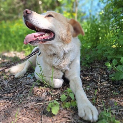 🐶Dixon hat ein sehr gutmütiges Wesen und ist durch und durch gutmütig 🐶, Mischling - Rüde