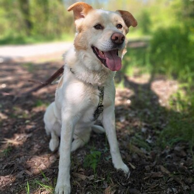 🐶Dixon hat ein sehr gutmütiges Wesen und ist durch und durch gutmütig 🐶, Mischling - Rüde