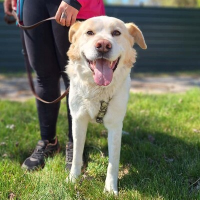 🐶Dixon hat ein sehr gutmütiges Wesen und ist durch und durch gutmütig 🐶, Mischling - Rüde
