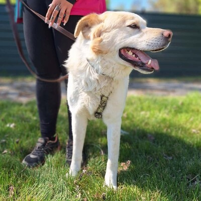 🐶Dixon hat ein sehr gutmütiges Wesen und ist durch und durch gutmütig 🐶, Mischling - Rüde