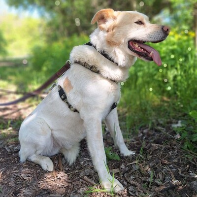🐶Dixon hat ein sehr gutmütiges Wesen und ist durch und durch gutmütig 🐶, Mischling - Rüde