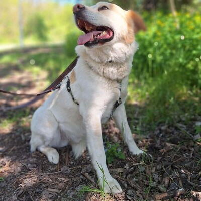 🐶Dixon hat ein sehr gutmütiges Wesen und ist durch und durch gutmütig 🐶, Mischling - Rüde