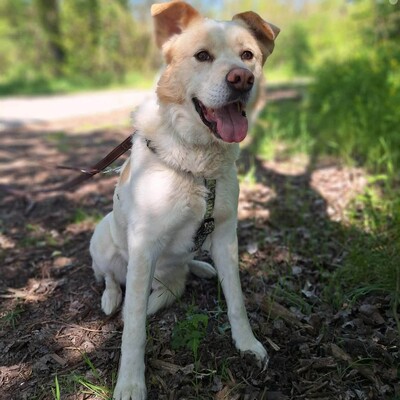 🐶Dixon hat ein sehr gutmütiges Wesen und ist durch und durch gutmütig 🐶, Mischling - Rüde