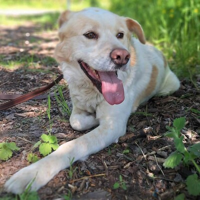 🐶Dixon hat ein sehr gutmütiges Wesen und ist durch und durch gutmütig 🐶, Mischling - Rüde