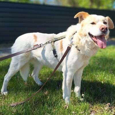 🐶Dixon hat ein sehr gutmütiges Wesen und ist durch und durch gutmütig 🐶, Mischling - Rüde