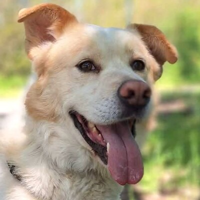 🐶Dixon hat ein sehr gutmütiges Wesen und ist durch und durch gutmütig 🐶, Mischling - Rüde