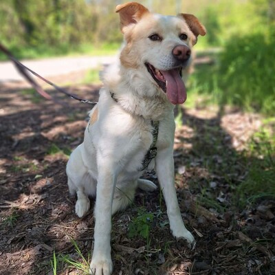 🐶Dixon hat ein sehr gutmütiges Wesen und ist durch und durch gutmütig 🐶, Mischling - Rüde