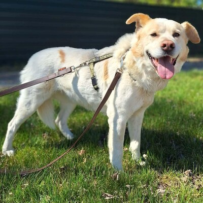 🐶Dixon hat ein sehr gutmütiges Wesen und ist durch und durch gutmütig 🐶, Mischling - Rüde
